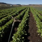 Crop Farming in Lesotho